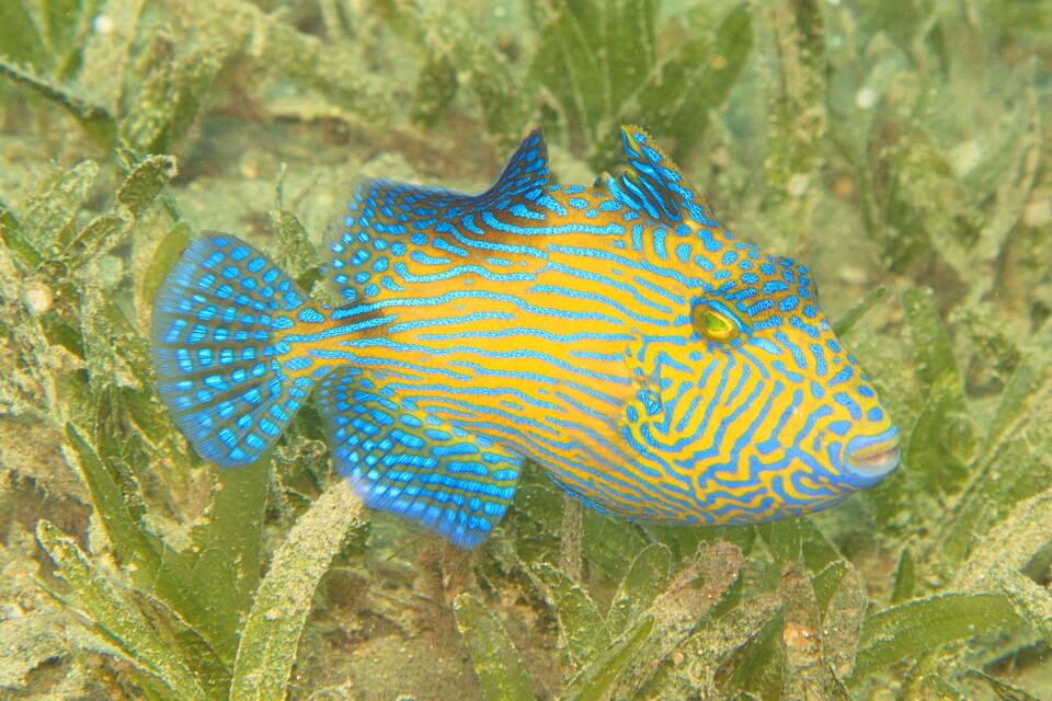 Спиноріг – класифікація, види та наукова назва