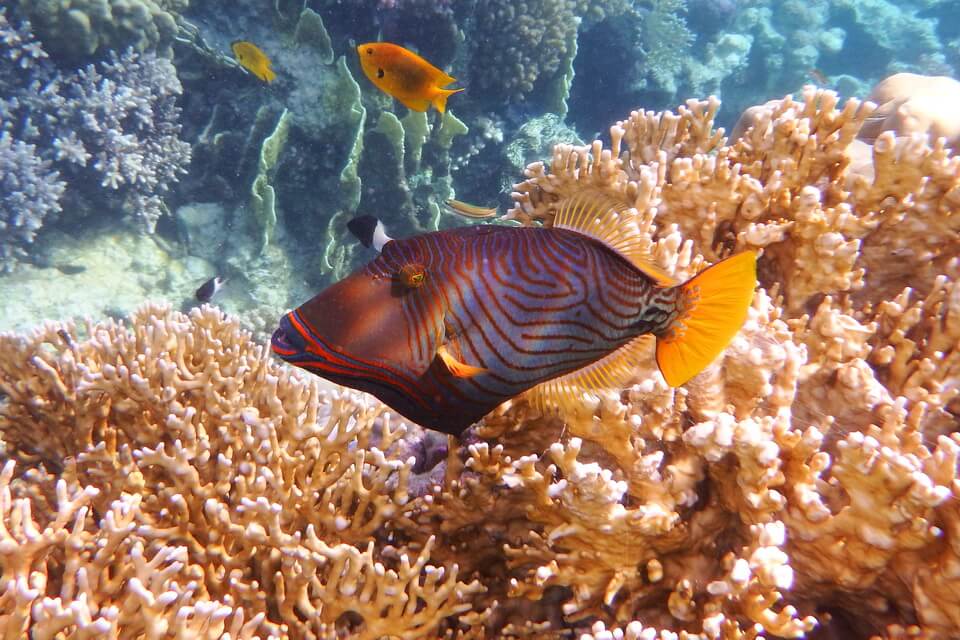 Де живе спиноріг