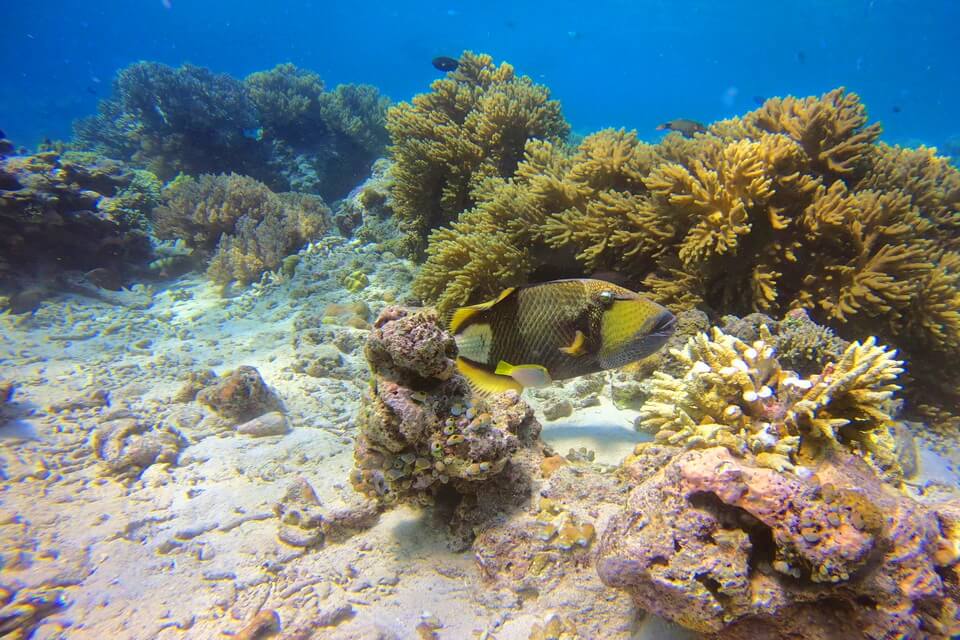 Риболовля на спинорога