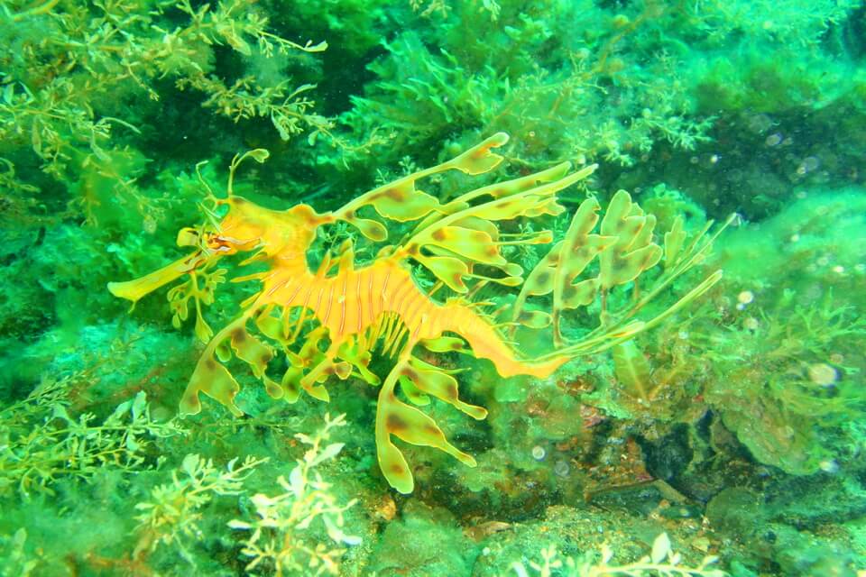 Поведінка та спосіб життя морського ганчірника