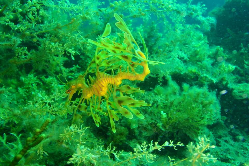 Де живе листоподібна риба-коник чи ганчірник