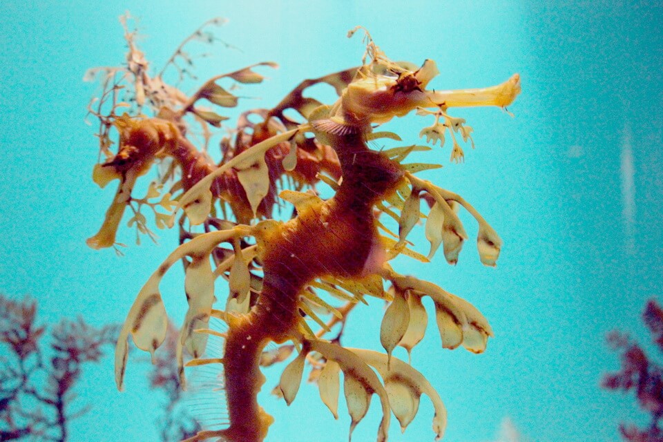 Розмноження листоподібної риби-коника