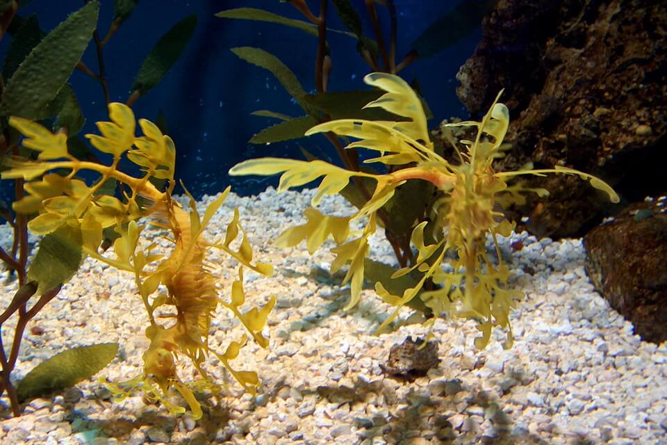 Як розмножується листоподібний морський дракон чи тряпичник