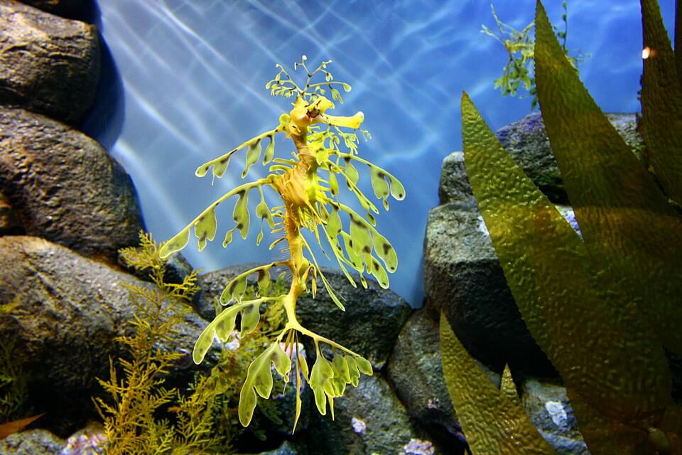 Листоподібна риба-коник чи ганчірник - фото, опис, цікаві факти